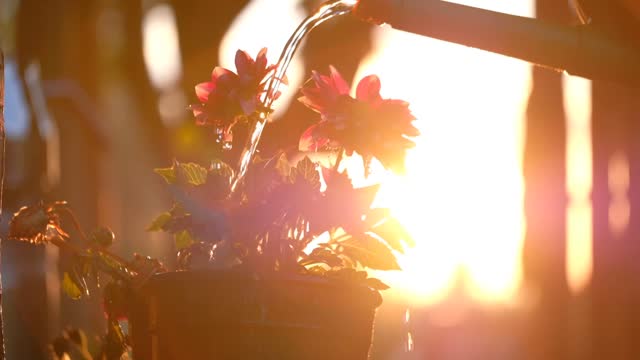 Flower Sunset Watering Water Plant HQ