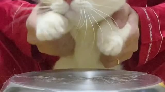 Cat video Playing Beautifull cat video Playing Beautifull cat