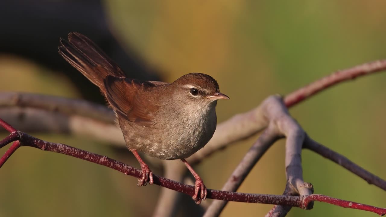 The Cetti’s Warbler: Close Up HD Footage (Cettia cetti)