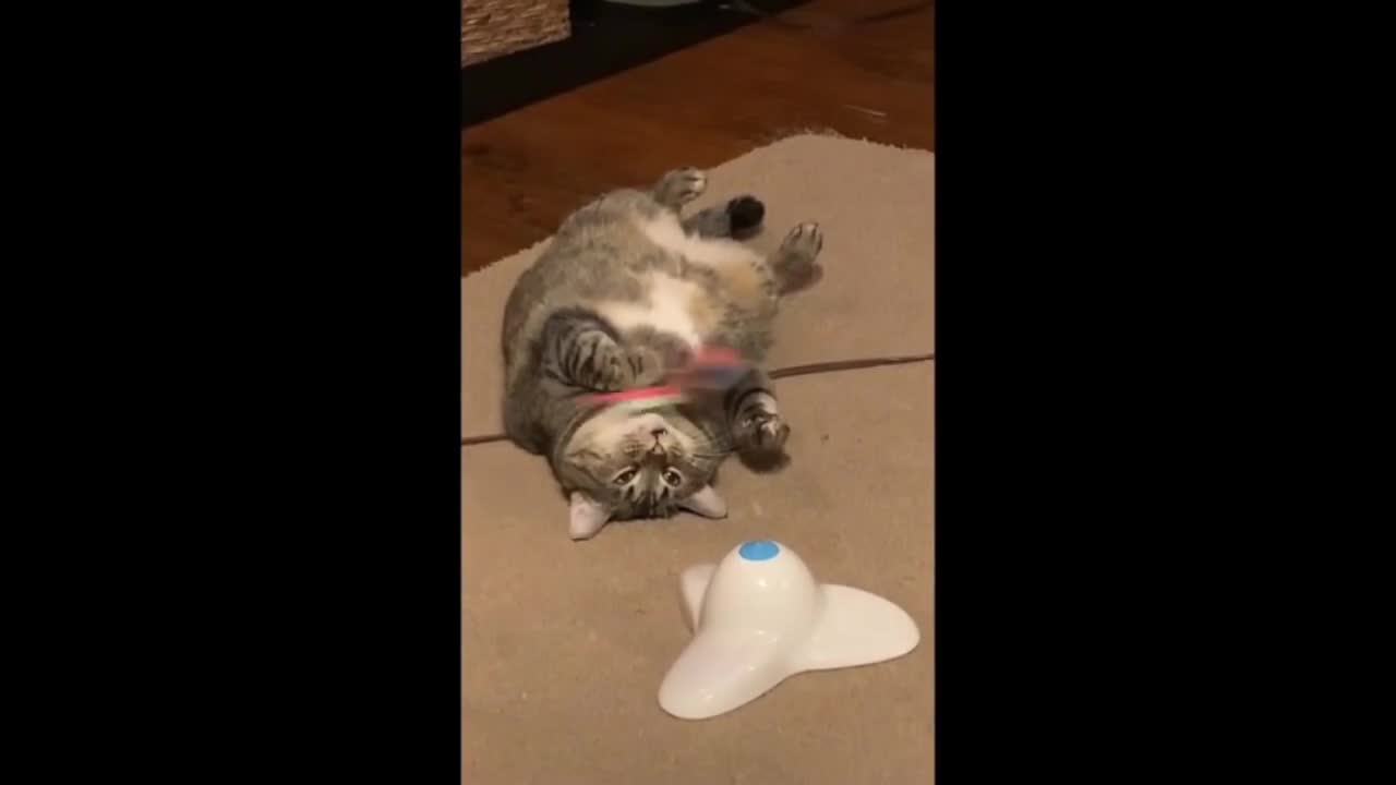 Garfield cat is hypnotised by her activity toy