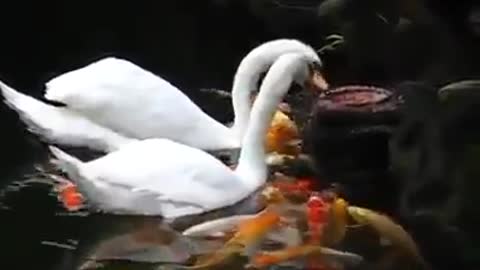 Pelican feeds fish