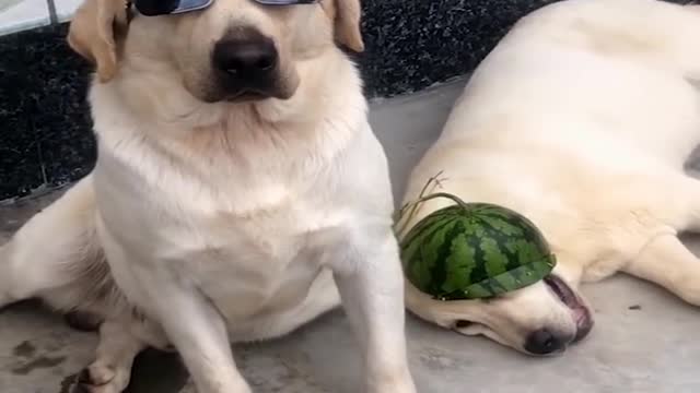 Funniest & Cutest Labrador Puppies #1 - Funny Puppy Videos 2022