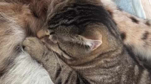 Cat and Lynx Take a Nap Together