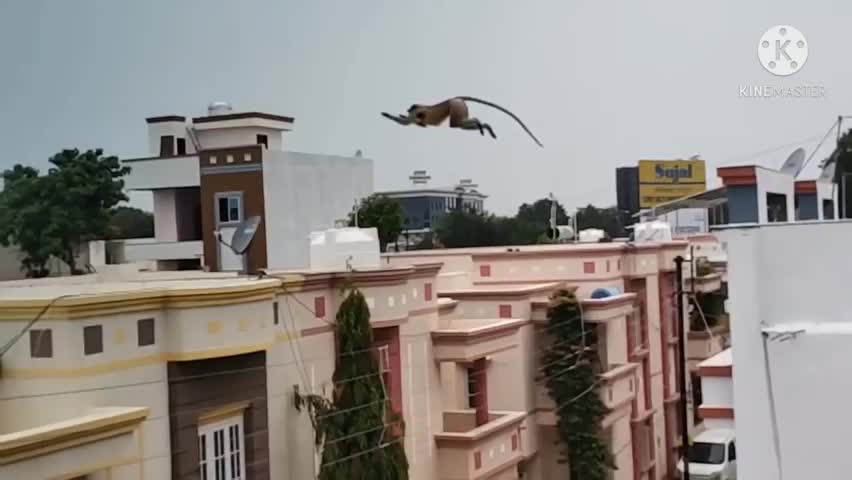 Oh my God ! The monkey made such a jump from a 2-storey house to another house that the whole