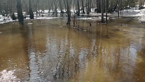 Spring, sound of a creek in the forest