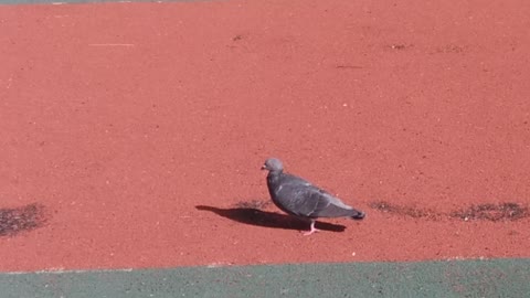 Pigeons exercising on a park track