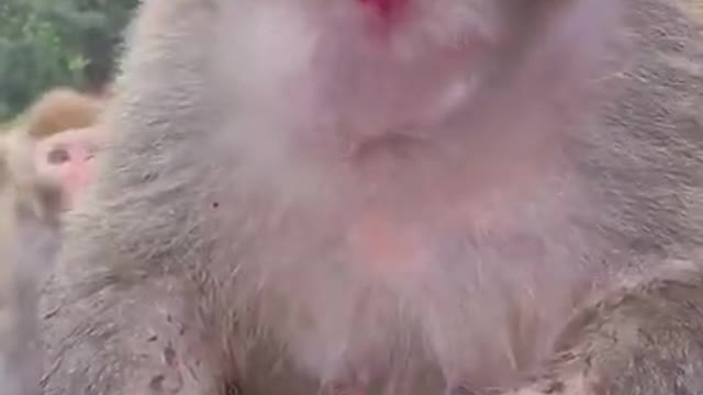 Best Funny Monkey Videos, #23 Cute Baby Monkey, Monkey Happy Family,