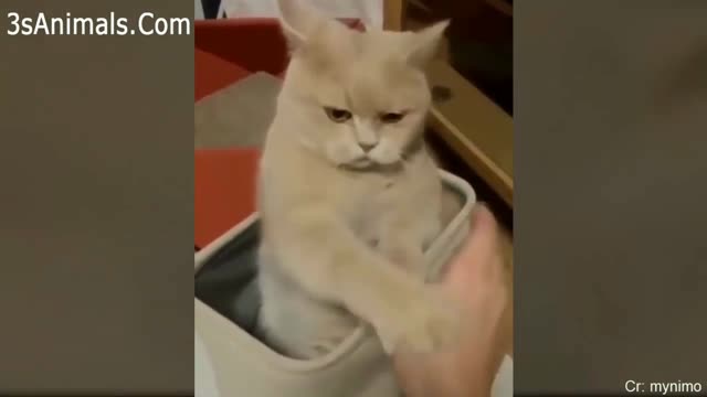 the funniest cats on the internet 😂