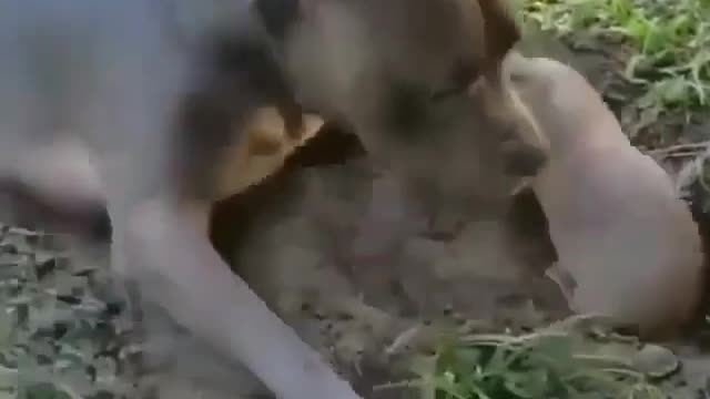 Must watch with sound 😆😁😄