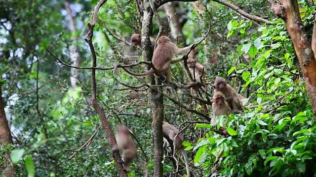 barbary macaque, barbary macaques in gibraltar, barbary macaque baby 2022