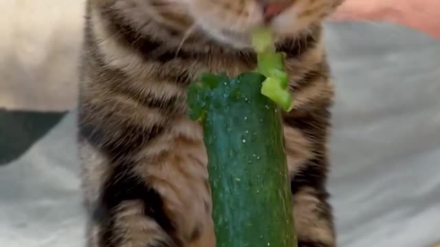 Who says cats are afraid of cucumbers