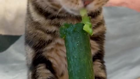 Who says cats are afraid of cucumbers