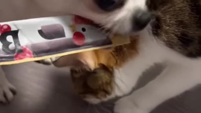cats funny videos try not to laugh😜cats funny moments