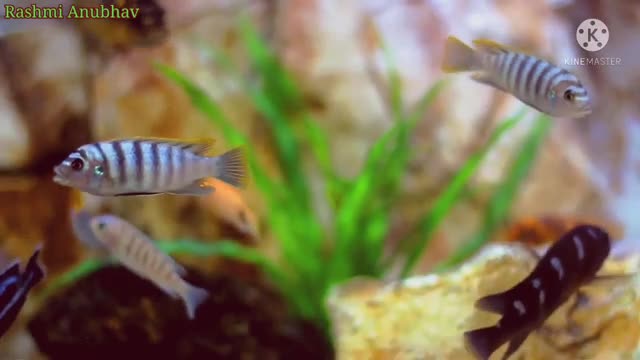 Fish scanary beautiful video fish