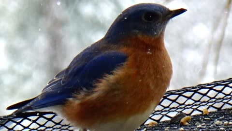 Bluebird