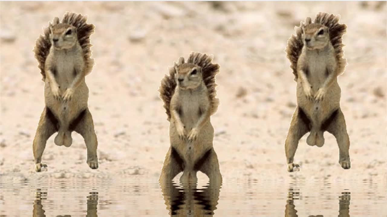 Squirrel Dance 2.0