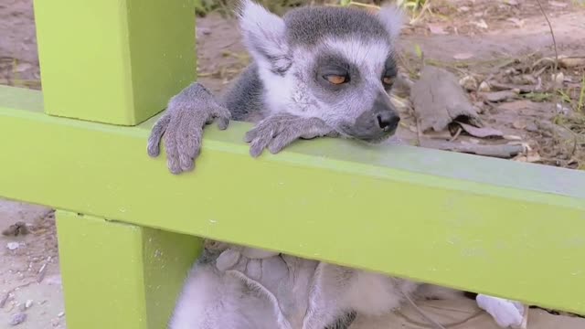 Ring-tailed lemur