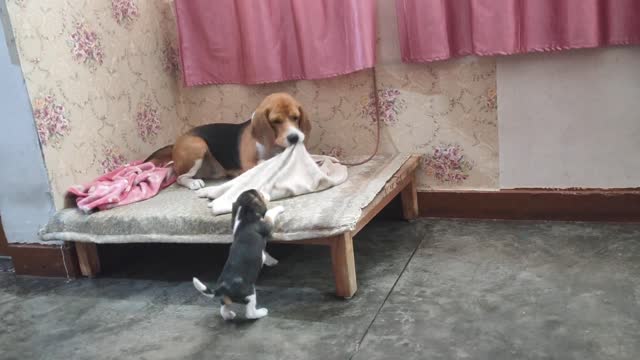 Beagle Puppy Is Fighting For The Bed | Leo & Lily | Leo The Beagle