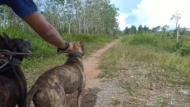 Train the smell of wild boar hunting dogs