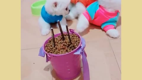 Funny and Cute Pomeranian