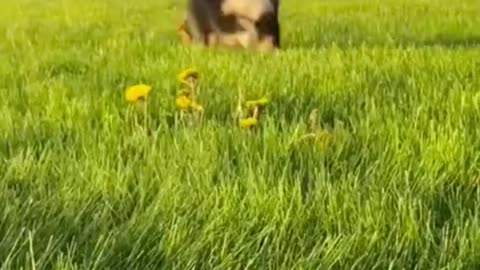 Funny Animals fails😹 #Shorts