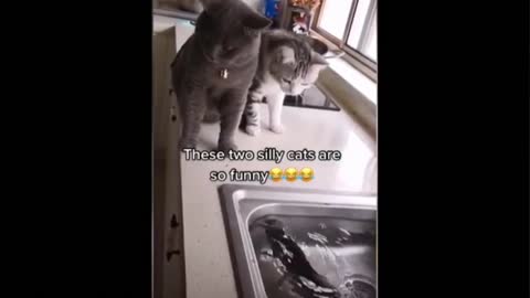 funny cat acts