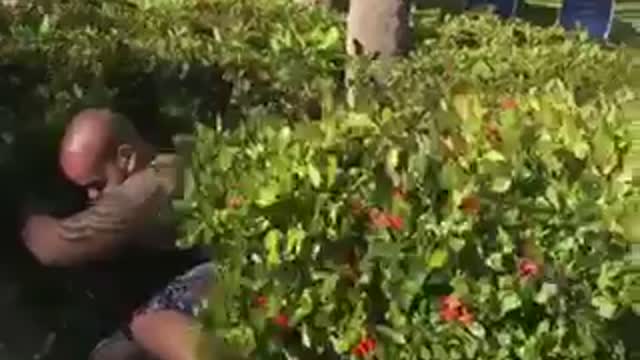 Collab copyright protection - flower shorts guy jumps into bush