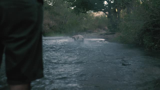 Dog catches a ball in a river