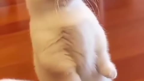 A cutest cat funny poses that will cheer you up.