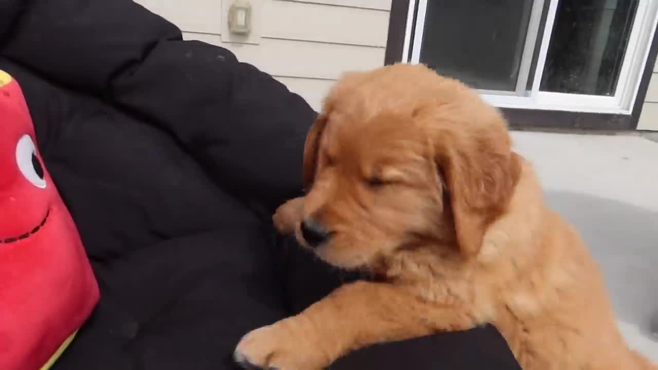 Golden Puppy Eating Mcdonald's Food