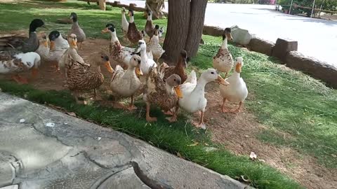 Huge crowd of duck family | life on earth.