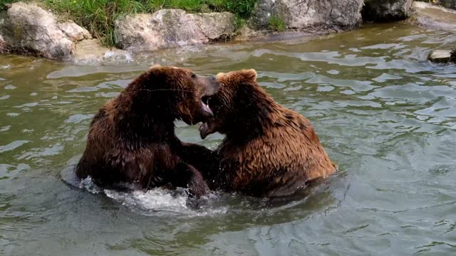 Brown bear family taking a bath