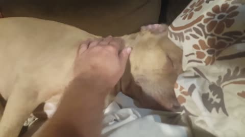 Dog caught sleeping when owner returns from work - ZZZZZZZZZZZZs