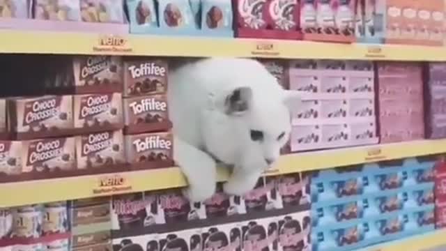 So would cats shopping in a supermarket. 😂🤣😹