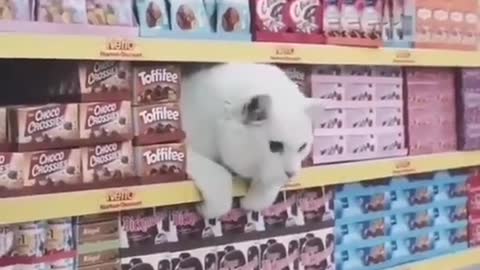 So would cats shopping in a supermarket. 😂🤣😹