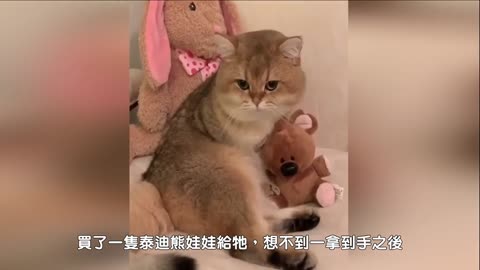 Cute cat holding hands tightly