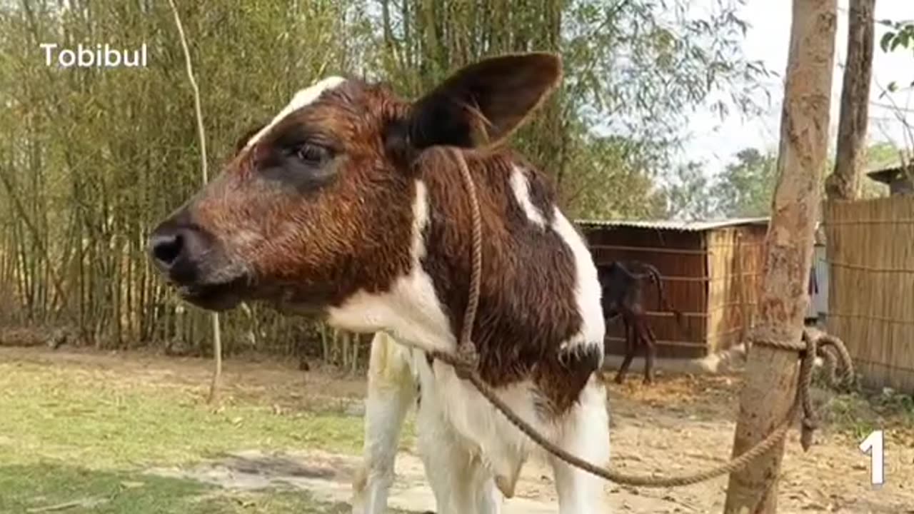 Have you ever heard the sound of a cow? Click on the video and hear the sound in a new way.