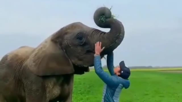 20 years later ❤️ Beautiful memory❤️🐘Tag an Elephant lover and share.