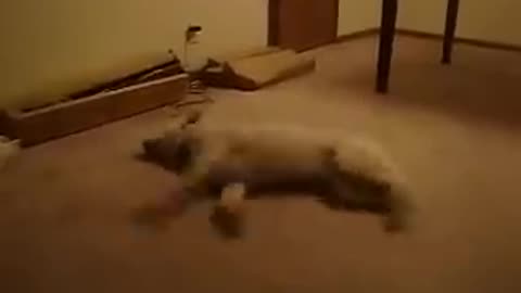 Funny Dog Sleep walking