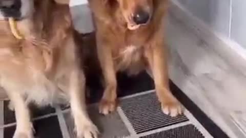 funny animals #08