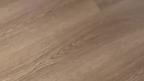 Cute cat's daily life