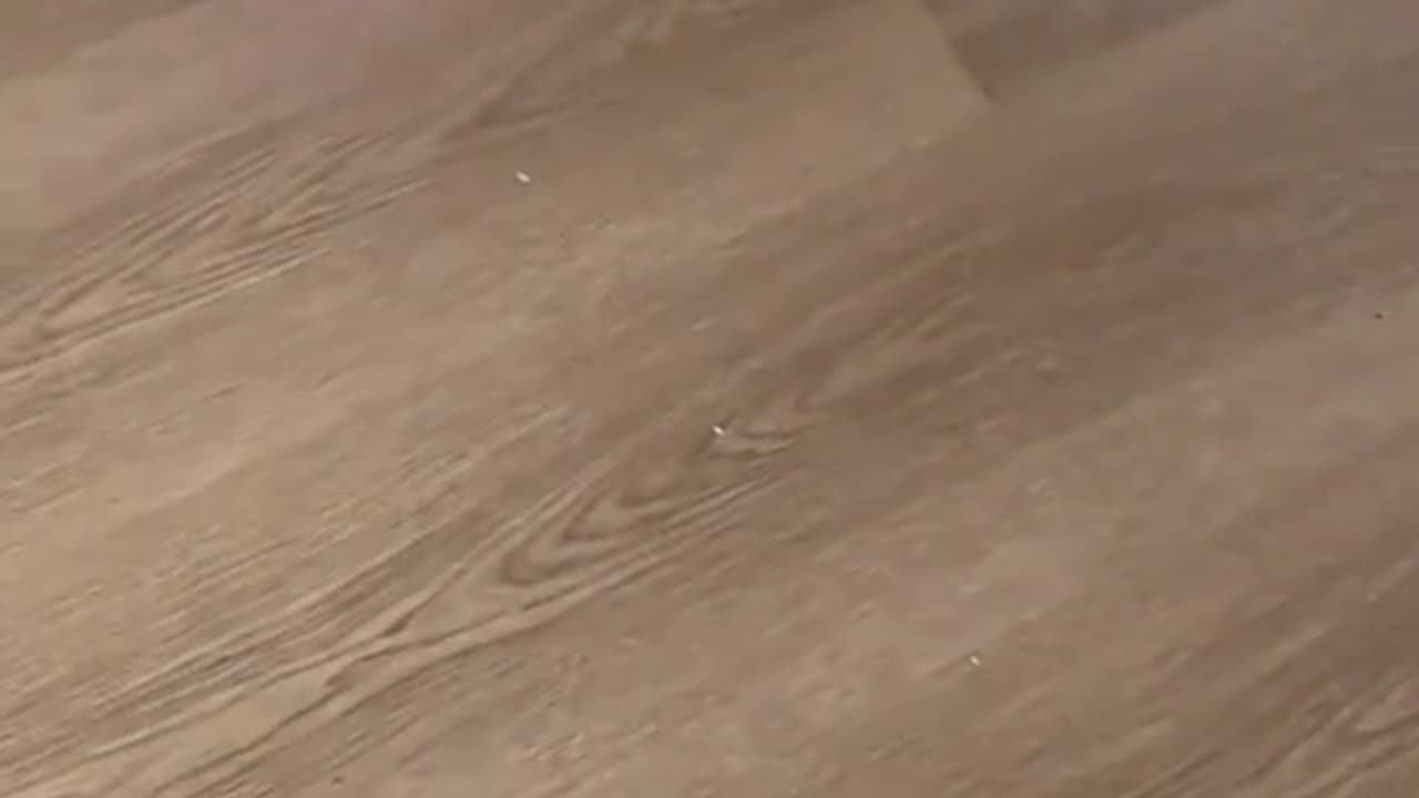 Cute cat's daily life