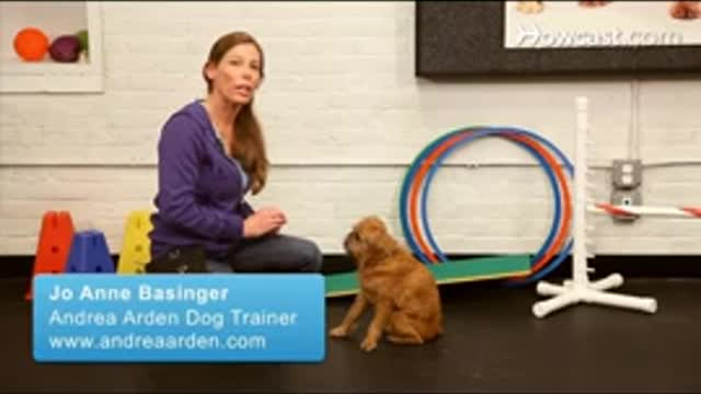 How to train your dog (trial)