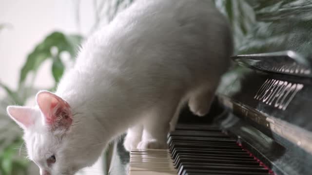 Cat love playing with piano