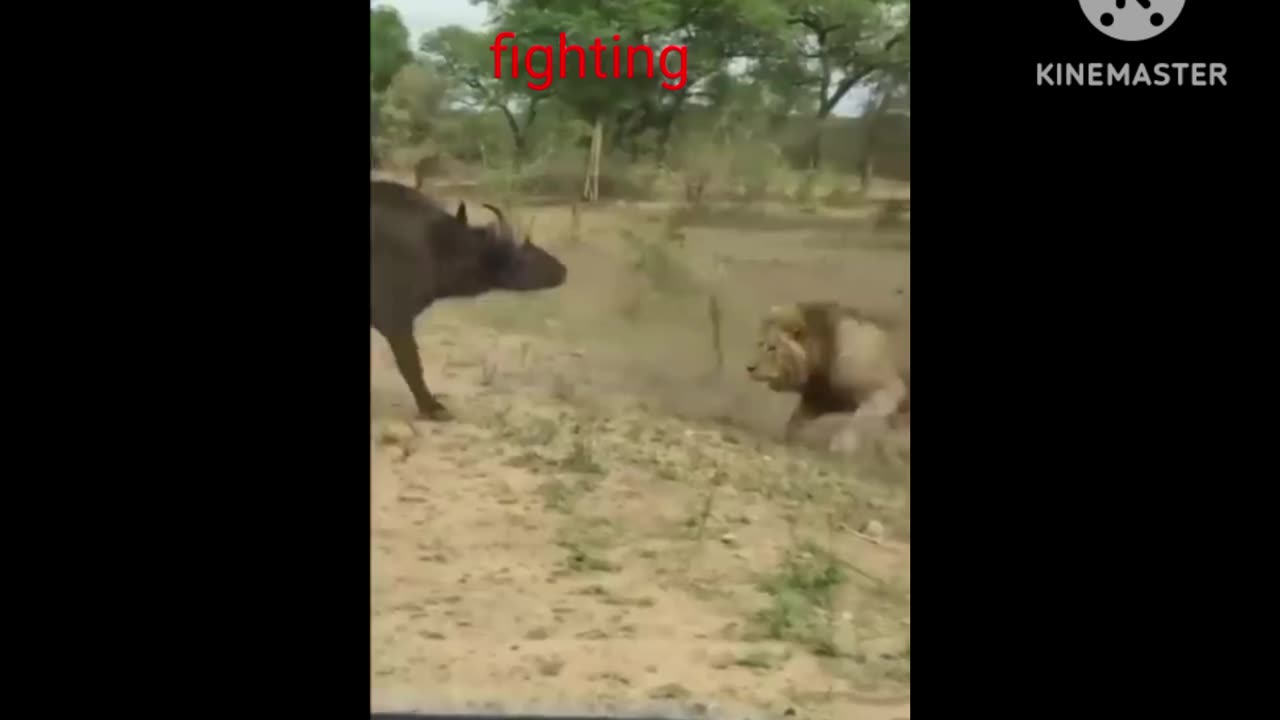 New buffalo vs loin fighting intrested video