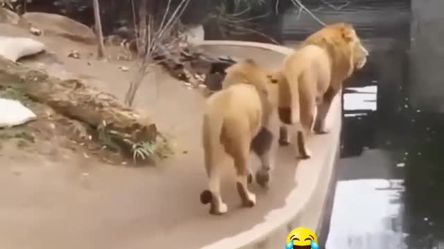 New Two Lion animal Funny Video@😂#Short & #Shorts