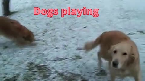 Dogs playing