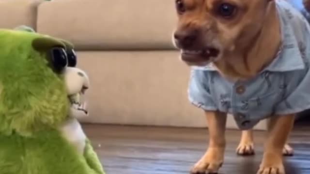 Dog&Fanny animalsš¤£