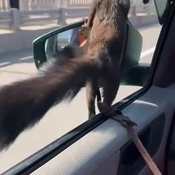 Kind of scary! Even on a leash, he could break his neck. But he's Adorable!