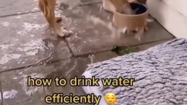 # cute dog#water drink#